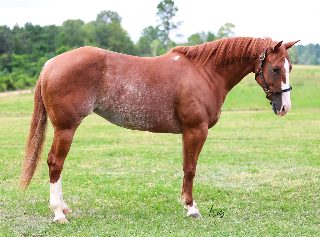 Embryos out of CD Chromed Out Catty by Peptos Stylin Time