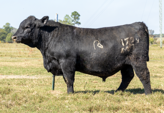 Registered Black Angus Bull for Sale - MDR 1799 M3